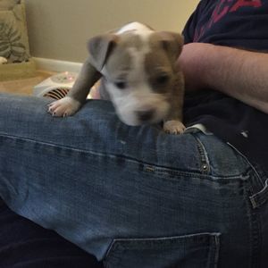 Meet your Posher, Blake